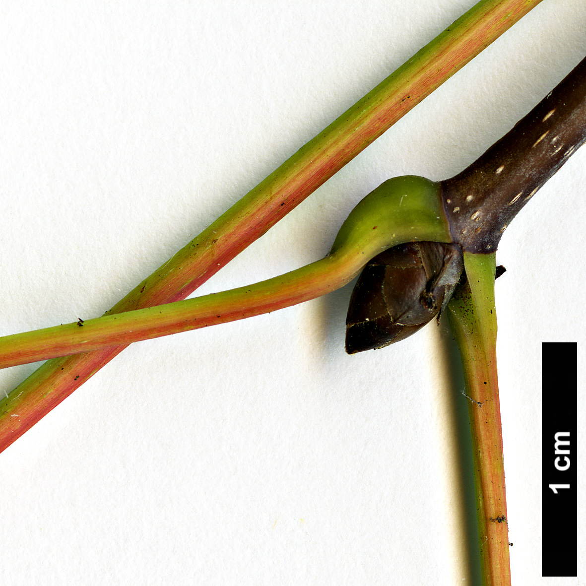 High resolution image: Family: Sapindaceae - Genus: Acer - Taxon: heldreichii - SpeciesSub: var. macropterum